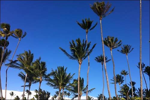 Баттон: Рождественские деревья здесь, на Гавайях, выглядят как-то необычно!