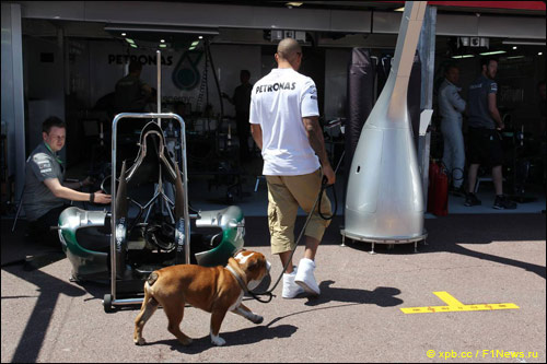 Льюис Хэмилтон со своей собачкой Роско в боксах Mercedes во время Гран При Монако